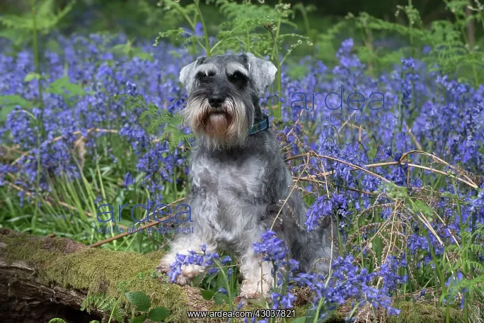 : Miniature Schnauzer in Bluebells : Miniature Schnauzer in Bluebells