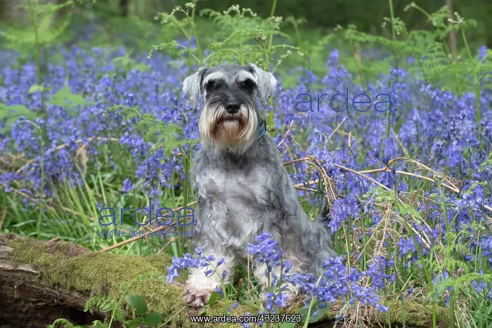 : Miniature Schnauzer in Bluebells : Miniature Schnauzer in Bluebells