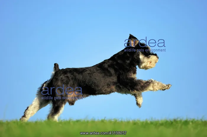 : Miniature Schnauzer (Canis lupus familiaris), black : Miniature Schnauzer (Canis lupus familiaris), black