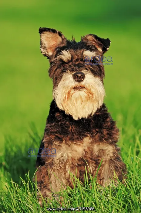 : Miniature Schnauzer (Canis lupus familiaris), black : Miniature Schnauzer (Canis lupus familiaris), black