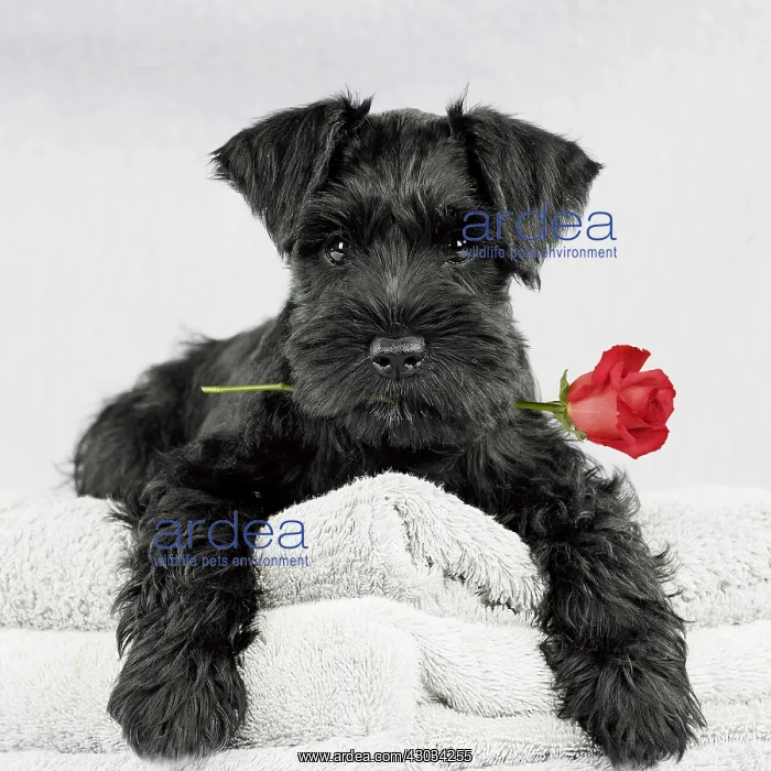: Miniature Schnauzer Dog, 10 week old puppy lying : Miniature Schnauzer Dog, 10 week old puppy lying