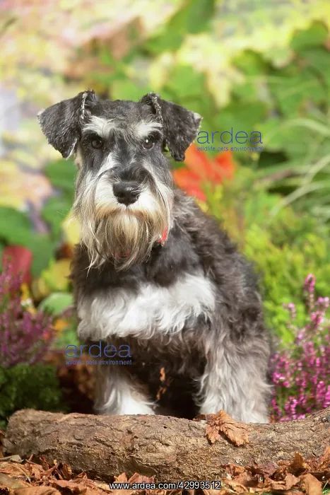 : Miniature Schnauzer Dog outdoors in Autumn : Miniature Schnauzer Dog outdoors in Autumn