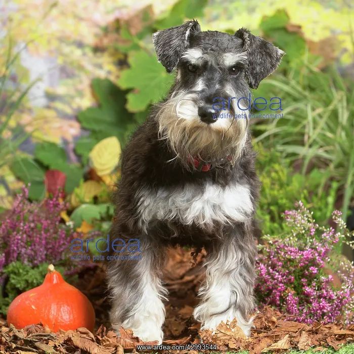 : Miniature Schnauzer Dog outdoors in Autumn : Miniature Schnauzer Dog outdoors in Autumn