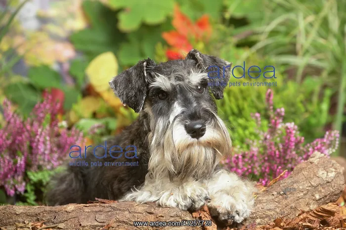 : Miniature Schnauzer Dog outdoors in Autumn : Miniature Schnauzer Dog outdoors in Autumn