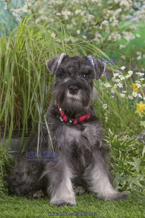 : Miniature Schnauzer dog outdoors in the garden : Miniature Schnauzer dog outdoors in the garden