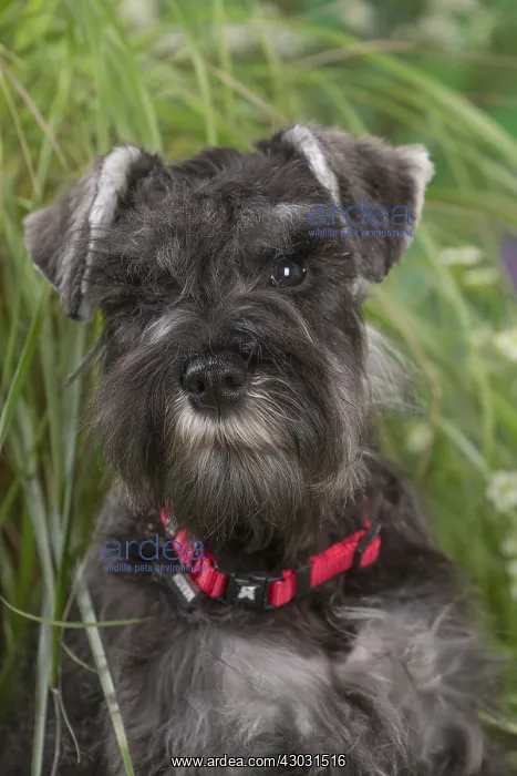: Miniature Schnauzer dog outdoors in the garden : Miniature Schnauzer dog outdoors in the garden