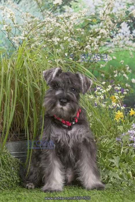  : Miniature Schnauzer dog outdoors in the garden