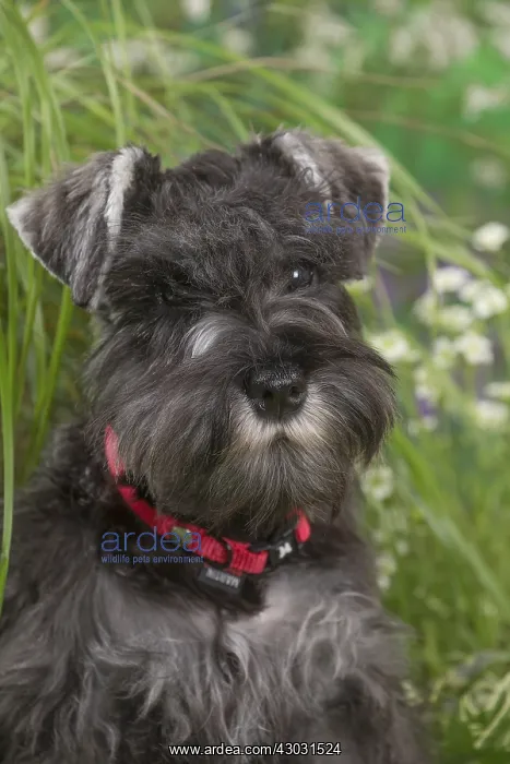 : Miniature Schnauzer dog outdoors in the garden : Miniature Schnauzer dog outdoors in the garden