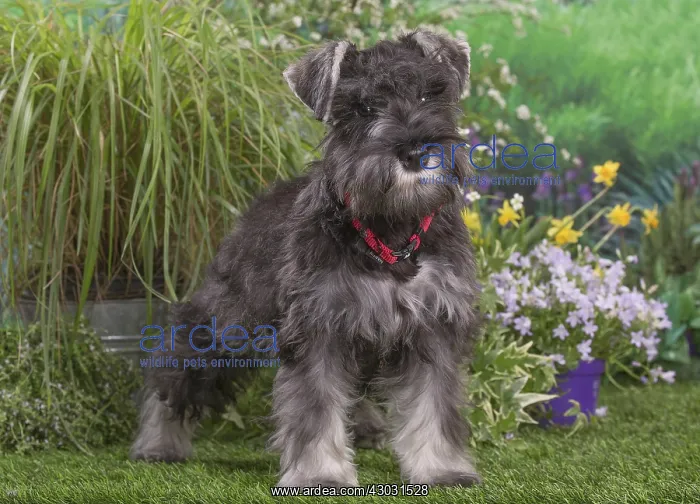 : Miniature Schnauzer dog outdoors in the garden : Miniature Schnauzer dog outdoors in the garden