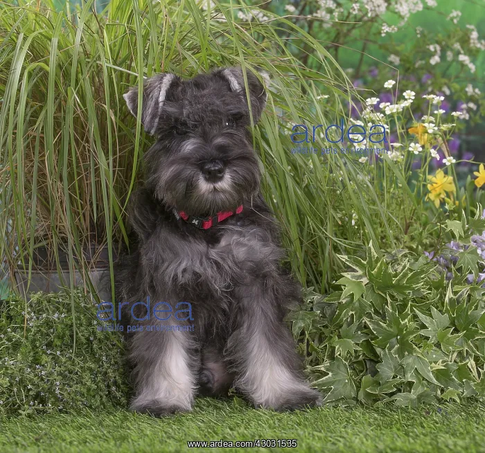 : Miniature Schnauzer dog outdoors in the garden : Miniature Schnauzer dog outdoors in the garden