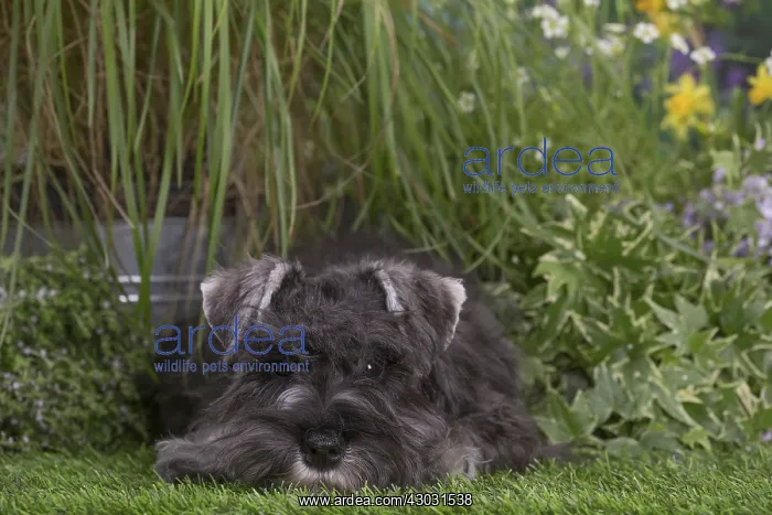 : Miniature Schnauzer dog outdoors in the garden : Miniature Schnauzer dog outdoors in the garden