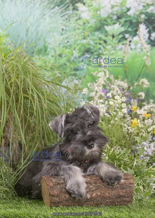 : Miniature Schnauzer dog outdoors in the garden : Miniature Schnauzer dog outdoors in the garden