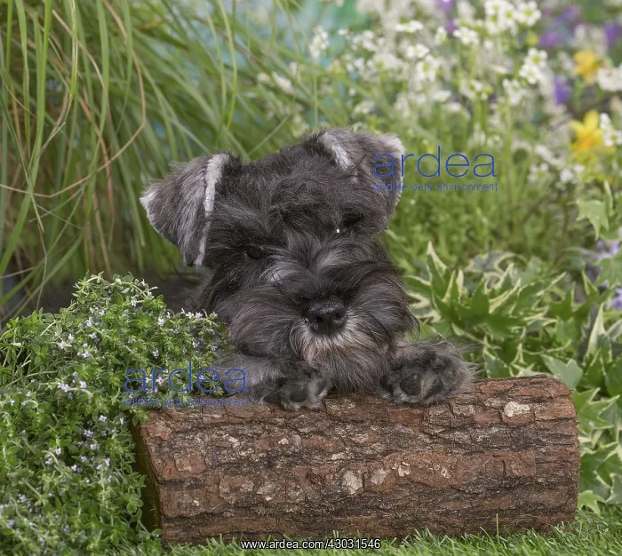 : Miniature Schnauzer dog outdoors in the garden : Miniature Schnauzer dog outdoors in the garden