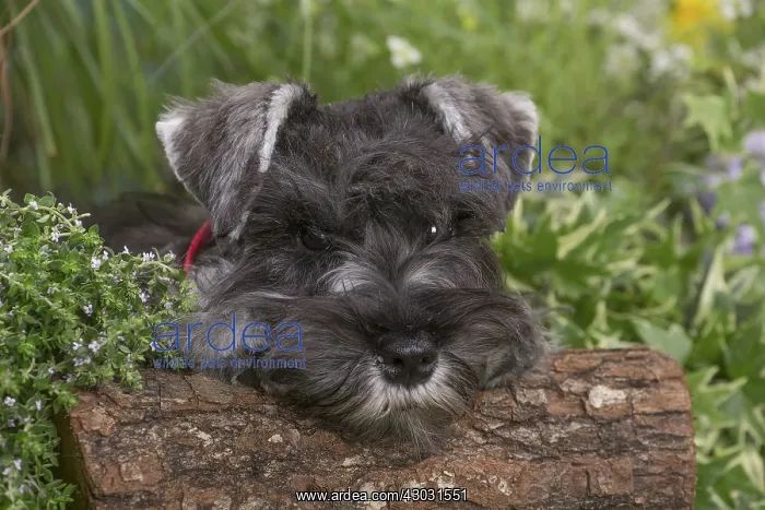 : Miniature Schnauzer dog outdoors in the garden : Miniature Schnauzer dog outdoors in the garden