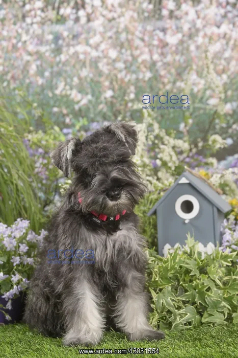  : Miniature Schnauzer dog outdoors in the garden