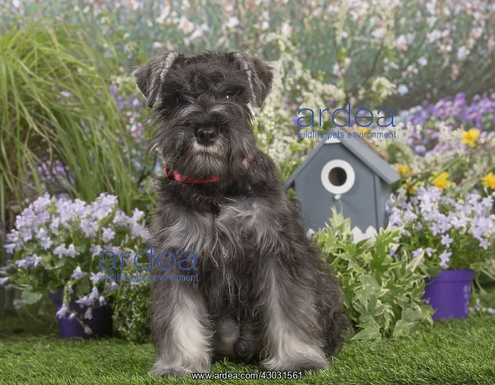 : Miniature Schnauzer dog outdoors in the garden : Miniature Schnauzer dog outdoors in the garden