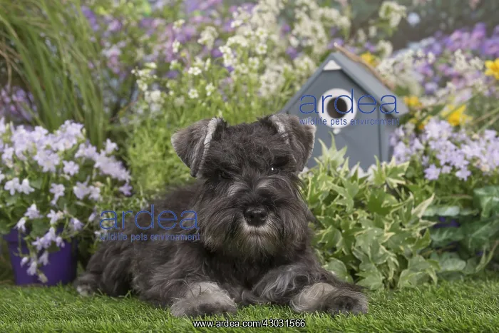 : Miniature Schnauzer dog outdoors in the garden : Miniature Schnauzer dog outdoors in the garden