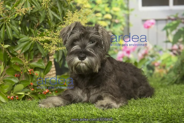 : Miniature Schnauzer dog outdoors in the garden : Miniature Schnauzer dog outdoors in the garden