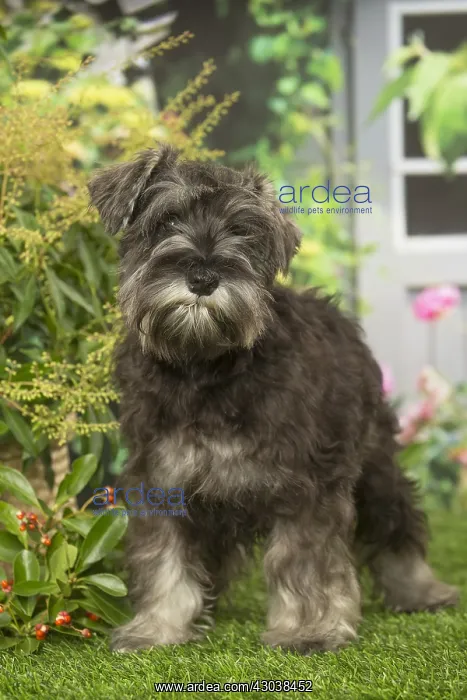 : Miniature Schnauzer dog outdoors in the garden : Miniature Schnauzer dog outdoors in the garden