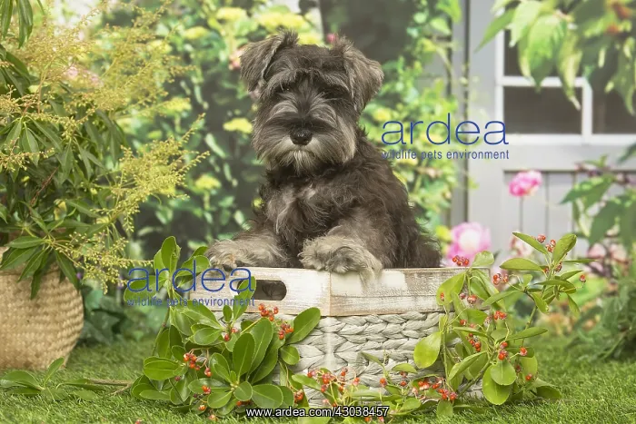 : Miniature Schnauzer dog outdoors in the garden : Miniature Schnauzer dog outdoors in the garden