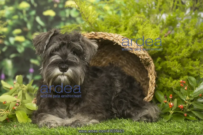 : Miniature Schnauzer dog outdoors in the garden : Miniature Schnauzer dog outdoors in the garden