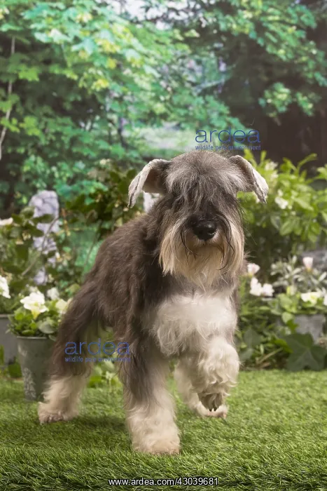 : Miniature Schnauzer outside in the garden : Miniature Schnauzer outside in the garden