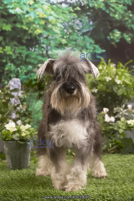 : Miniature Schnauzer outside in the garden : Miniature Schnauzer outside in the garden