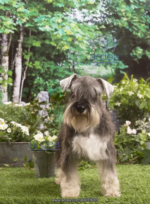 : Miniature Schnauzer outside in the garden : Miniature Schnauzer outside in the garden