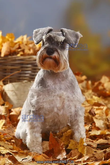 : Miniature schnauzer, pepper-and-salt, Schnauzer, autumn : Miniature schnauzer, pepper-and-salt, Schnauzer, autumn