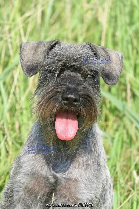 : Miniature Schnauzer, portrait Zwergschnauzer : Miniature Schnauzer, portrait Zwergschnauzer