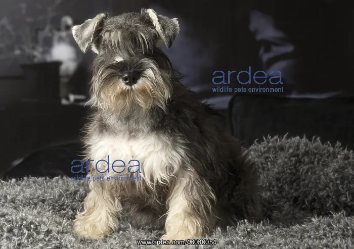 : Miniature Schnauzer puppy indoors : Miniature Schnauzer puppy indoors