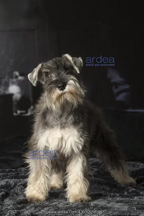 : Miniature Schnauzer puppy indoors : Miniature Schnauzer puppy indoors