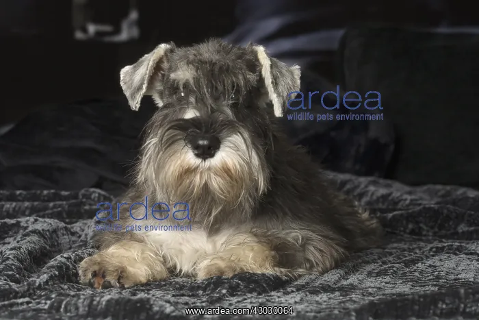 : Miniature Schnauzer puppy indoors : Miniature Schnauzer puppy indoors