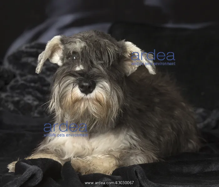 : Miniature Schnauzer puppy indoors : Miniature Schnauzer puppy indoors
