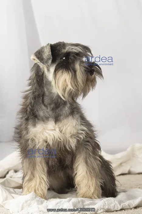 : Miniature Schnauzer puppy indoors : Miniature Schnauzer puppy indoors