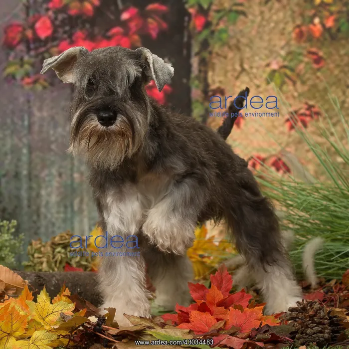 : Miniature Schnauzer puppy outdoors in autumn : Miniature Schnauzer puppy outdoors in autumn