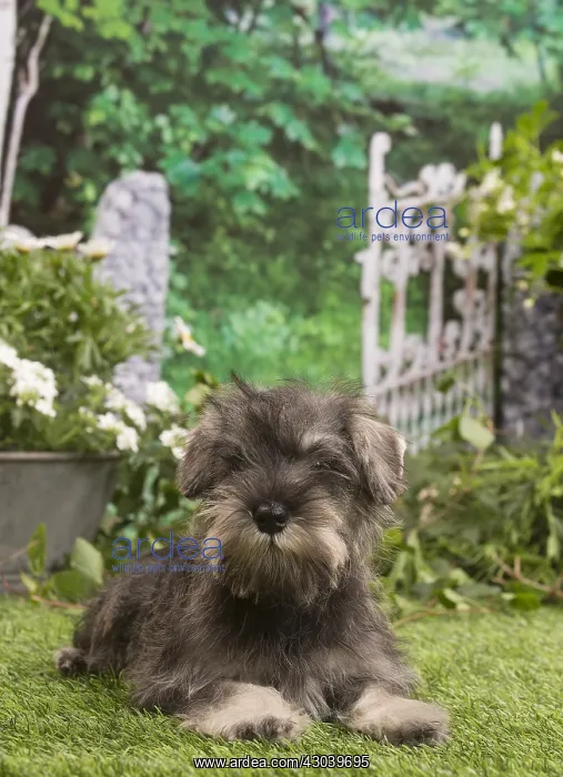 : Miniature Schnauzer puppy outside in the garden : Miniature Schnauzer puppy outside in the garden