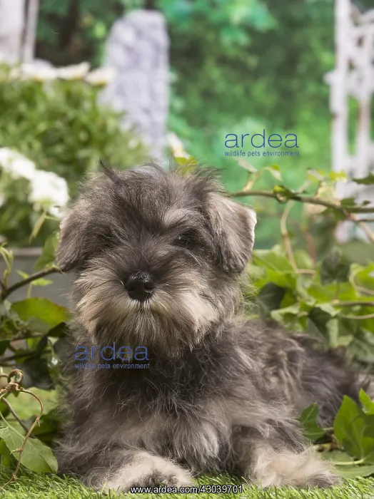 : Miniature Schnauzer puppy outside in the garden : Miniature Schnauzer puppy outside in the garden