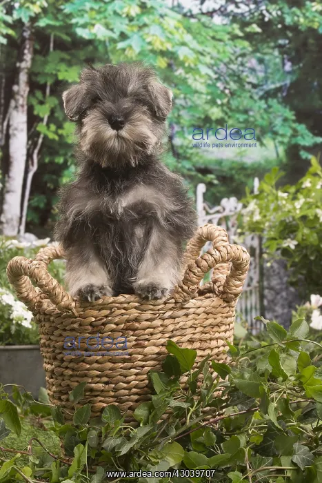 : Miniature Schnauzer puppy outside in the garden : Miniature Schnauzer puppy outside in the garden