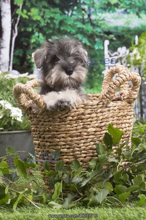 : Miniature Schnauzer puppy outside in the garden : Miniature Schnauzer puppy outside in the garden