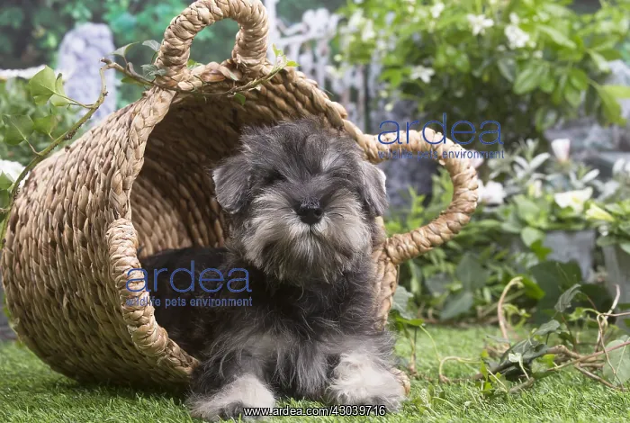 : Miniature Schnauzer puppy outside in the garden : Miniature Schnauzer puppy outside in the garden