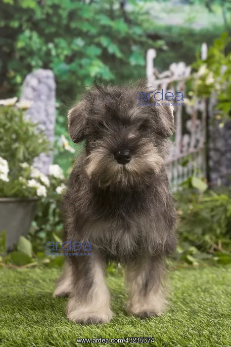: Miniature Schnauzer puppy outside in the garden : Miniature Schnauzer puppy outside in the garden