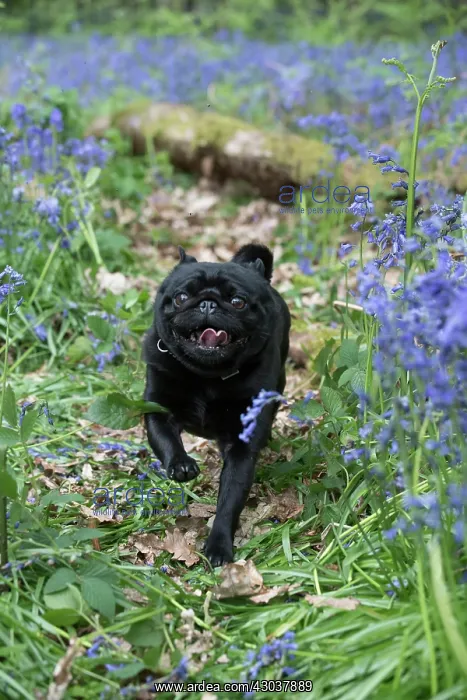  : Miniature Schnauzer running in Bluebells