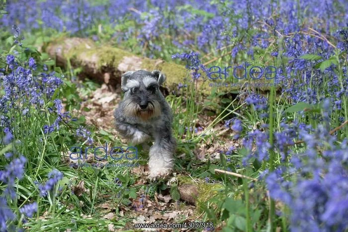 : Miniature Schnauzer running in Bluebells : Miniature Schnauzer running in Bluebells