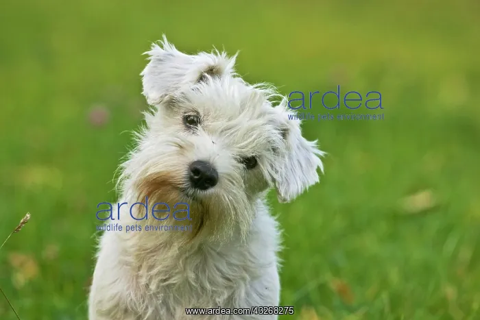: Miniature Schnauzer sitting on a meadow, portrait : Miniature Schnauzer sitting on a meadow, portrait