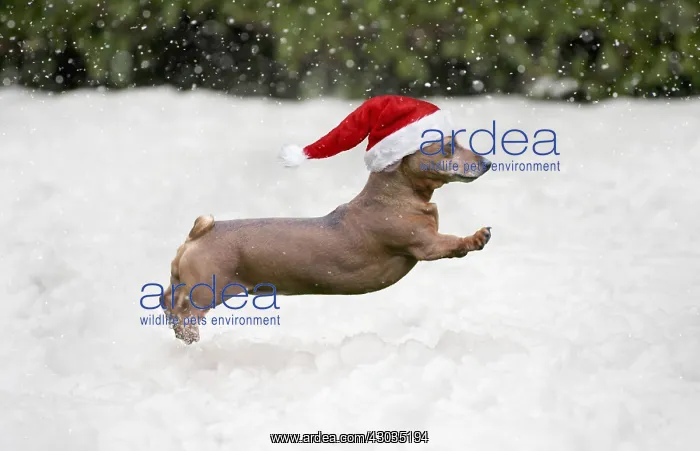 : Miniature Short Haired Dachshund Dog, running : Miniature Short Haired Dachshund Dog, running