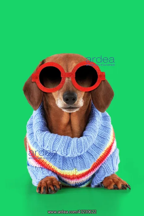  : Miniature Short Haired Dachshund Dog, wearing
