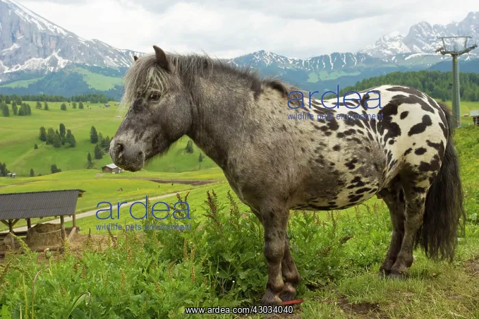 : Miniature Spotted Pony Seiser Alm, Dolomites, Italy : Miniature Spotted Pony Seiser Alm, Dolomites, Italy