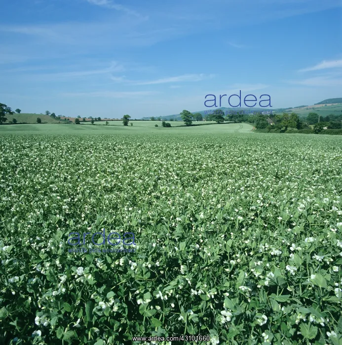 : Minimally Cultivated Pea Field in Flower : Minimally Cultivated Pea Field in Flower