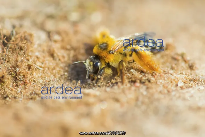 : Mining Bee : Mining Bee